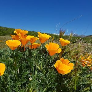 Meet your Posher, Pamela